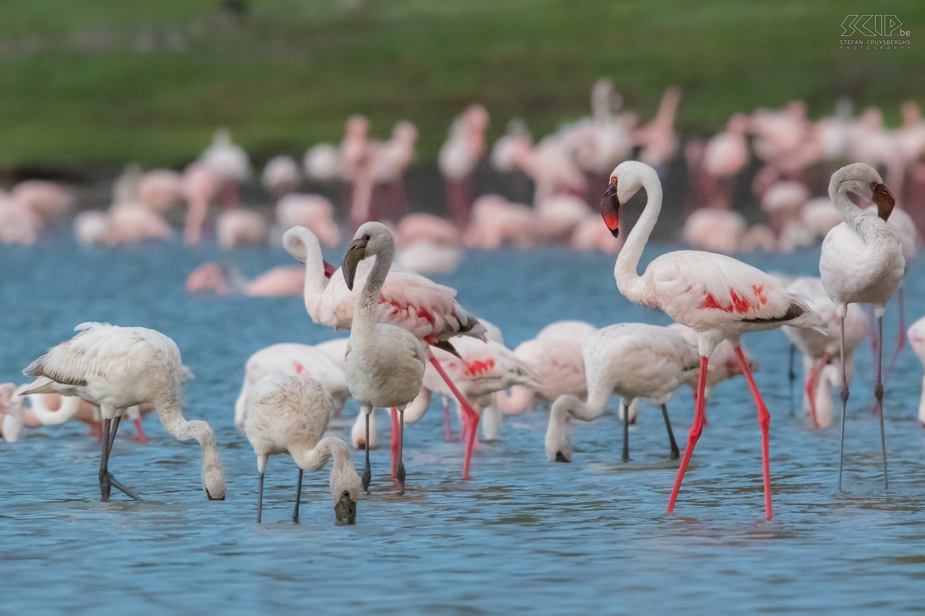 Lake Chitu - Flamingos The Greater flamingo (Phoenicopterus roseus)  is the largest species of flamingo. Most of the plumage is pinkish white but the wing coverts are red. Juveniles have a grey color. Stefan Cruysberghs